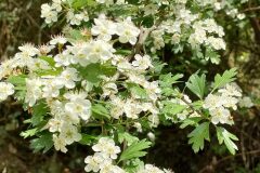 Crataegus monogyna_Isabel Gallen CC BY-NC