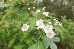 Crataegus monogyna_Isabel Gallent