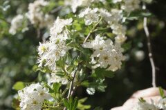 Crataegus monogyna_Joan Garcia CC BY-NC