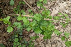 Crataegus monogyna_Katarzyna Zarnowiec CC BY-SA