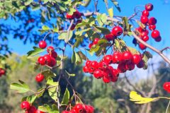 Crataegus monogyna_Maria Lluisa