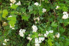 Crataegus monogyna_Merce Vallicrosa CC BY-NC