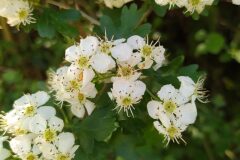 Crataegus monogyna_Merce Vallicrosa CC BY-NC