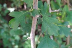 Crataegus monogyna_Merce Vallicrosa CC BY-NC