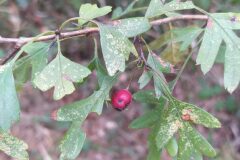 Crataegus monogyna_Merce Vallicrosa CC BY-NC