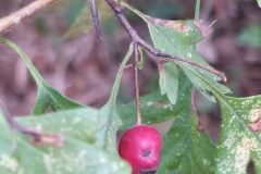 Crataegus monogyna_Merce Vallicrosa CC BY-NC