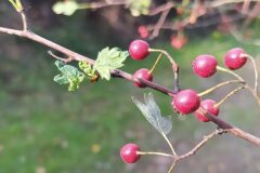 Crataegus monogyna_Merce Vallicrosa CC BY-NC