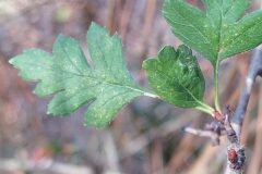 Crataegus monogyna_Merce Vallicrosa CC BY-NC