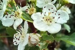 Crataegus monogyna_Neus Julia