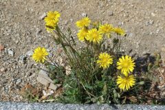 Crepis bursifolia_Pere Barnola CC BY-SA