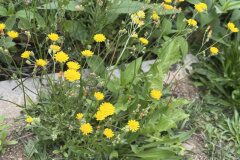 Crepis capillaris_Josep Lluis Berdonces CC BY-NC