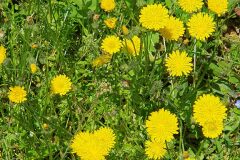 Crepis sancta_Ferran Villen