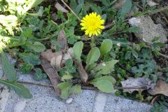 Crepis sancta_Josep Llovera CC BY-NC