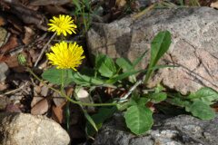 Crepis sancta_Josep Llovera CC BY-NC
