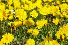 Crepis sancta_Maria Lluisa