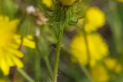 Crepis setosa setosa_Merce Vallicrosa CC BY-NC