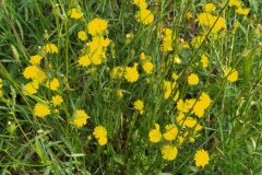 Crepis setosa setosa_Merce Vallicrosa CC BY-NC