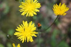 Crepis taraxacifolia_Chus Rodway