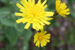 Crepis taraxacifolia_Chus Rodway
