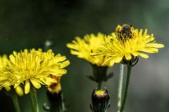 Crepis taraxacifolia_Gloria Busquets
