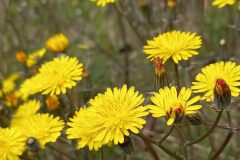 Crepis taraxacifolia_Neus Julia 