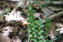 Cruciata glabra_Joan Garcia CC BY-NC