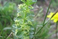 Cruciata glabra_Jordi Puyuelo