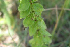Cruciata glabra_Jordi Puyuelo