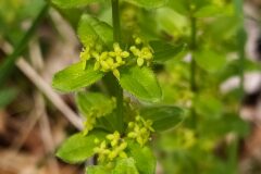 Cruciata glabra_Merce Vallicrosa CC BY-NC