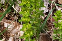 Cruciata glabra_Merce Vallicrosa CC BY-NC