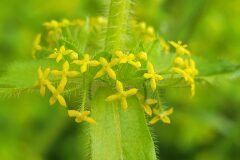 Cruciata laevipes_Jordi Bassols CC BY-NC