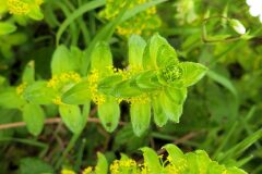 Cruciata laevipes_Jordi Bassols CC BY-NC
