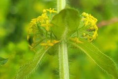 Cruciata laevipes_Jordi Bassols CC BY-NC