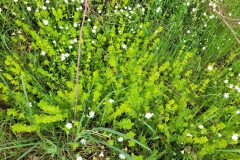 Cruciata laevipes_Jordi Bassols CC BY-NC