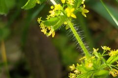 Cruciata laevipes_Merce Vallicrosa CC BY-NC