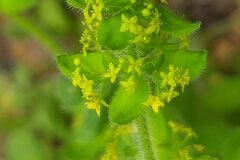 Cruciata laevipes_Merce Vallicrosa CC BY-NC