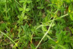 Cruciata laevipes_Merce Vallicrosa CC BY-NC