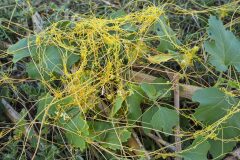 Cuscuta campestris_Joaquim Reberte