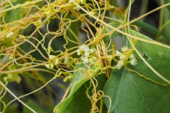 Cuscuta campestris_Joaquim Reberte