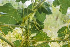 Cuscuta campestris_Joaquim Reberte