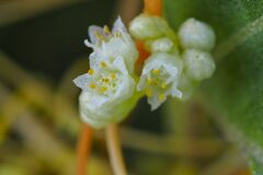 Cuscuta campestris_Joaquim Reberte