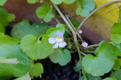 Cymbalaria muralis muralis_Eden Ramirez