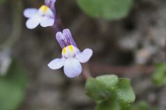 Cymbalaria muralis muralis_Jordi Puyuelo