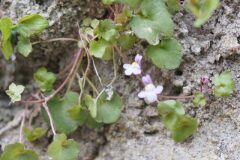 Cymbalaria muralis muralis_Jordi Puyuelo