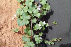 Cymbalaria muralis muralis_Mariona Feuntes CC BY-NC