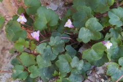Cymbalaria muralis muralis_Merce Vallicrosa CC BY-NC