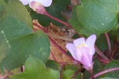 Cymbalaria muralis muralis_Merce Vallicrosa CC BY-NC