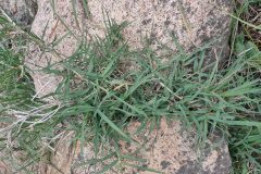 Cynodon dactylon_Eden Ramirez