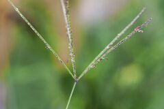 Cynodon dactylon_Joaquim Reberte