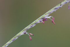 Cynodon dactylon_Joaquim Reberte